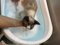 -PETKIT小佩宠物·低压洗护(国顺东路店)