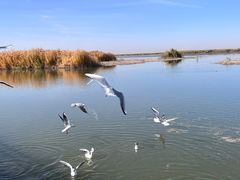 -乌梁素海景区