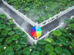 -荷花荡