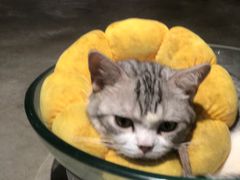 -more than meow吴止猫主题餐厅(承德 中船汇店)