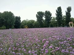 android_upload_pic-北京东方普罗旺斯薰衣草庄园