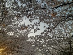 -高东镇樱花园