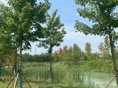 -泗洪洪泽湖湿地景区