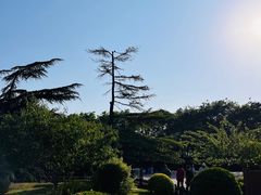 -莲花池公园