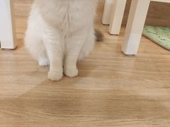 -滚猫咖啡·猫咖·猫友好撸猫(未来城店)