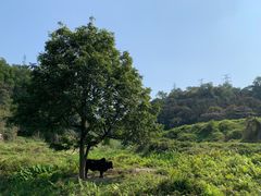 -黄埔油麻山森林公园