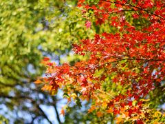 -上海共青森林公园