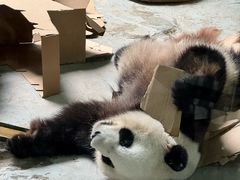 -灵玲国际马戏城