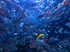 -成都浩海立方海洋公园