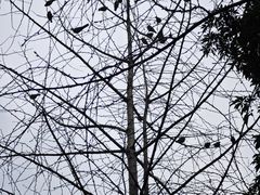 -重庆市江北嘴中央商务区中央公园