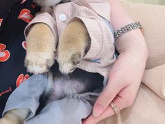 -逗柴咖啡屋·狗咖猫咖宠物桌游