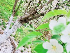 -海棠花溪(元大都城垣遗址公园)