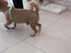 -全心全意连锁动物医院·微创中心·内科急重症·心脏专科(丰管路店)