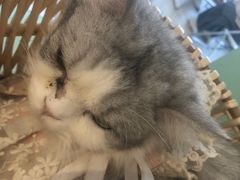 -怪兽屋·羊驼·猫咖·狗咖(俊华广场店)