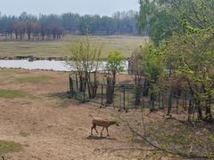 -北京麋鹿生态实验中心