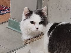 -怪兽屋·羊驼·猫咖·狗咖(俊华广场店)