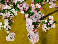 -海棠花溪(元大都城垣遗址公园)