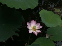 -荔湾湖公园