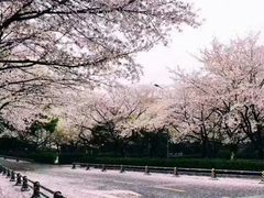 -武汉大学-樱园