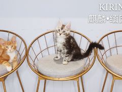 -70cat德文卷毛猫·缅因猫纯种猫舍
