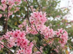 -莲花山公园
