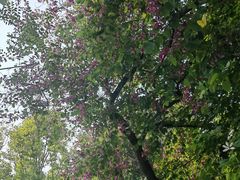 -增城图书馆(荔景大道辅路店)