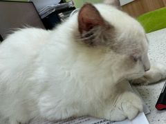 -瑞鹏宠物医院·夜间急症·心超·猫科(祖庙分店)