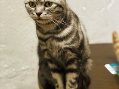 -猫色咖啡·猫咖