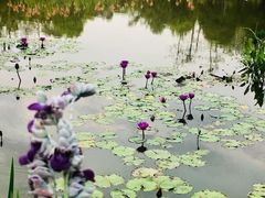 -福田红树林生态公园