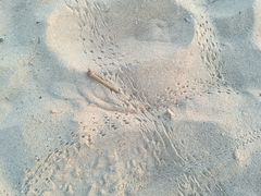 -日照海滨国家森林公园