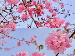 -天适樱花悠乐园