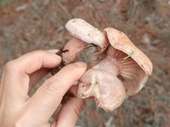 -木兰云雾山