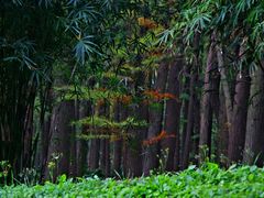 -上海共青森林公园