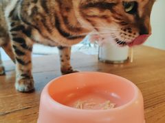 -猫小院猫主题餐厅(南锣旗舰店)