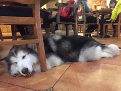 -more than meow吴止猫主题餐厅(承德 中船汇店)