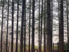 -日照海滨国家森林公园