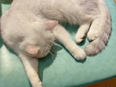 -猫色咖啡·猫咖