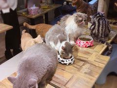-小时光咖啡馆(开森度假森林店)