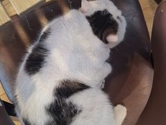 -Cappucimeow猫咪咖啡馆(韦伯时代店)