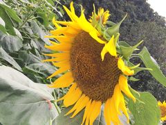 -松山湖梦幻百花洲