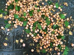 -Sirena海妖日咖夜酒