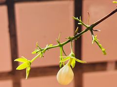 -莲花山公园