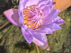 -吉小手•豆花和糖水(卧龙晓城店)