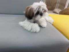 -翊宠yipet猫狗购宠庄园犬舍•猫舍