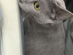-爱洗澡的猫(天河路店)