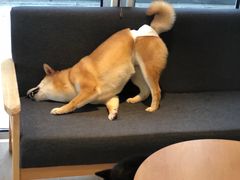 -南京Hallo宠物乐园·哈罗犬舍·柴犬繁育基地