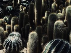-深圳仙湖植物园