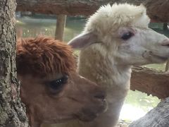 -清迈夜间动物园