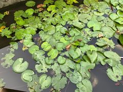 -老幺泉水鸡