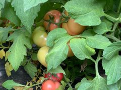 -万源龙顺度假庄园生态观光园